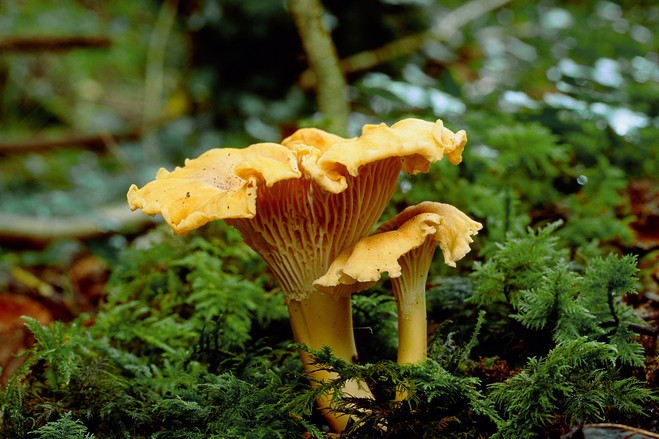 five-of-a-single-family-taken-ill-after-consuming-toxic-mushroom