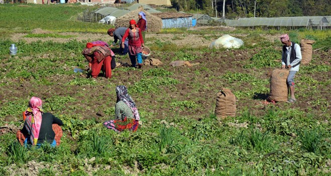 farmers-in-kathmandu-valley-fringe-busy-in-farm-activities-amidst-lockdown