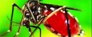 myagdi-reports-two-more-dengue-cases