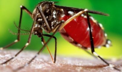 five-people-found-infected-with-dengue-in-myagdi