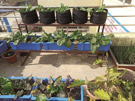 rooftop-gardening-thrives-during-lockdown