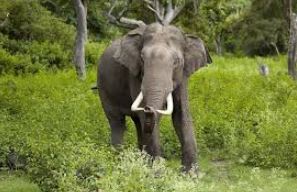 elderly-dies-in-attack-by-elephant