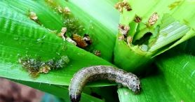 fall-armyworm-outbreak-in-bhojpur