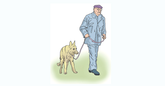 elderly-people-walking-dogs-may-run-risk-of-injuries