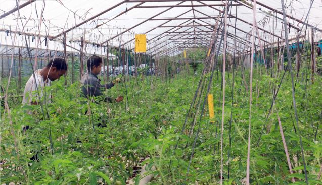 three-youths-in-pokhara-pursuing-career-in-vegetable-farming