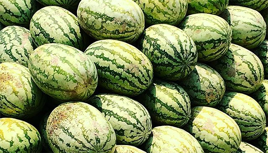 farmers-earn-5-million-rupees-from-watermelon-sales