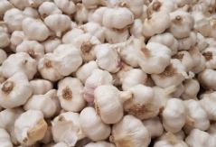 140-quintal-garlic-produced-in-a-single-ward-in-rukum-paschim