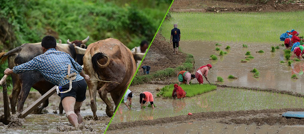 people-welcome-monsoon-with-paddy-plantation-on-outskirts-of-kathmandu