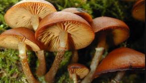 five-fall-ill-after-consuming-wild-mushroom