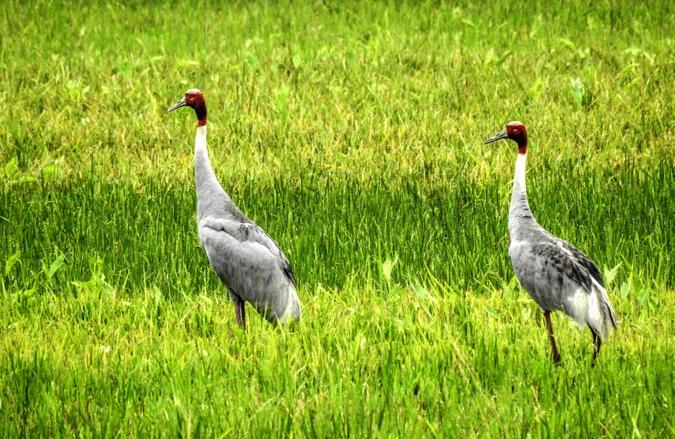 rare-sarus-cranes-sighted-at-mantriphanta-of-kailali