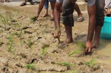 youths-plant-paddy-on-street-in-protest-of-authorities-inaction