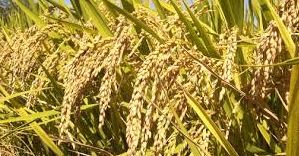 bumper-paddy-yield-estimated-in-kaski-experts