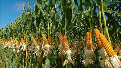 farmers-worry-over-declining-price-of-maize