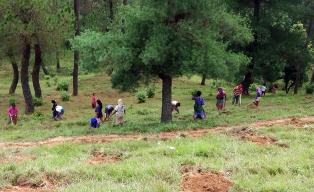 chagunarayan-municipality-launches-extensive-tree-transplantation-campaign