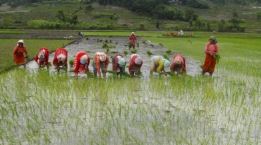 rice-planting-till-end-of-june-at-38-per-cent