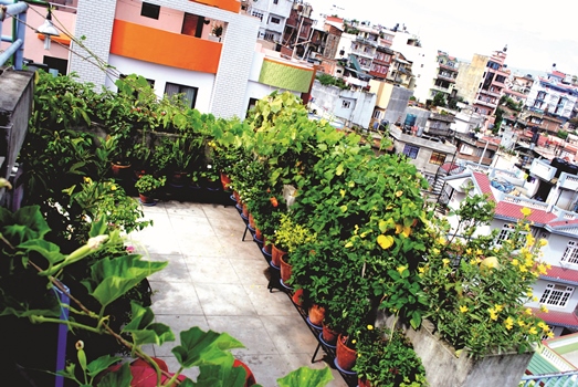 rooftop-farming-a-trend-in-urban-agriculture