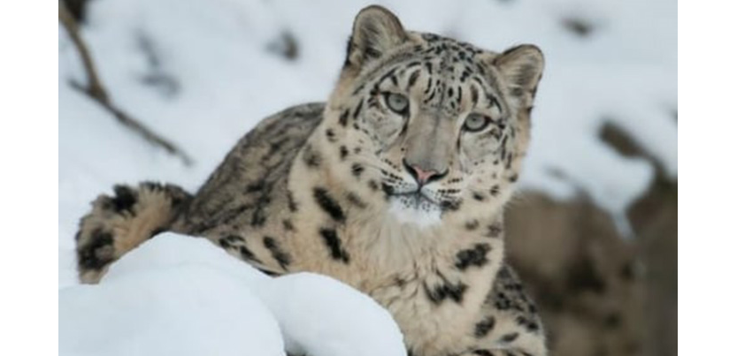 two-snow-leopards-killed-in-avalanche