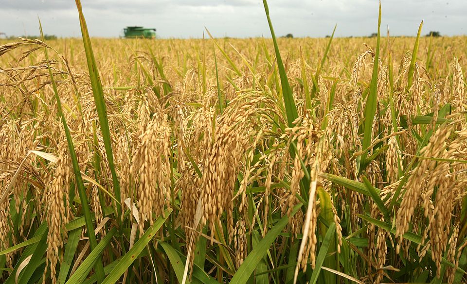 paddy-production-expected-to-increase