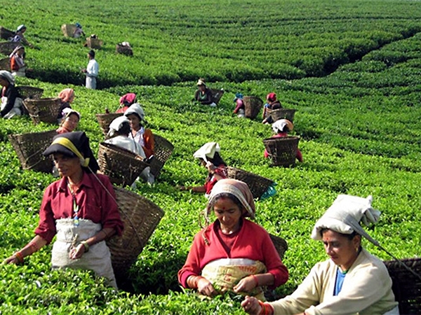 tea-workers-warn-of-launching-agitation