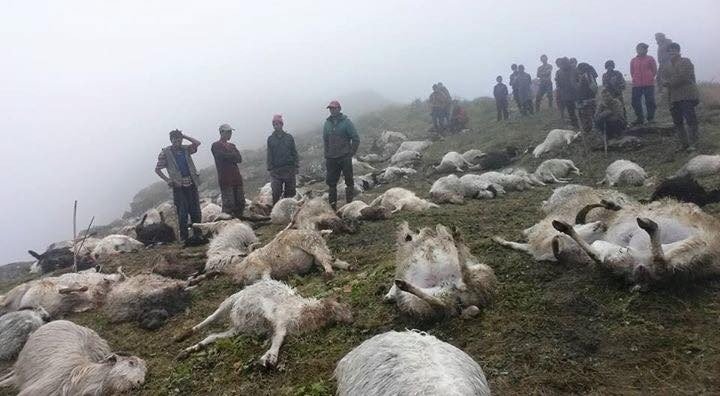 lightning-kills-over-500-sheep-in-patarasi-of-jumla