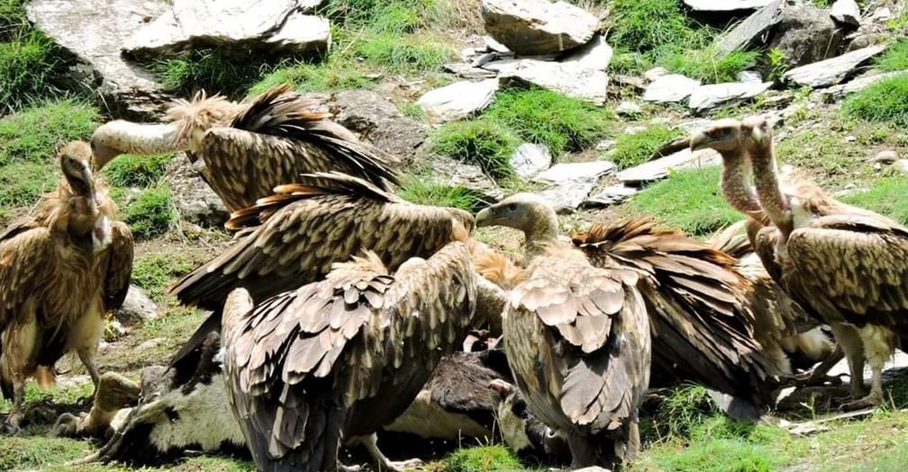 international-vulture-awareness-day-vultures-increasing-with-ban-of-diclofenac