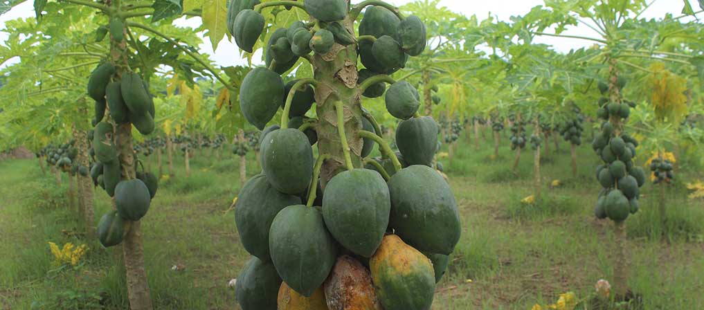 cartel-in-fruit-wholesale-papaya-farmers-joy-turns-into-despair