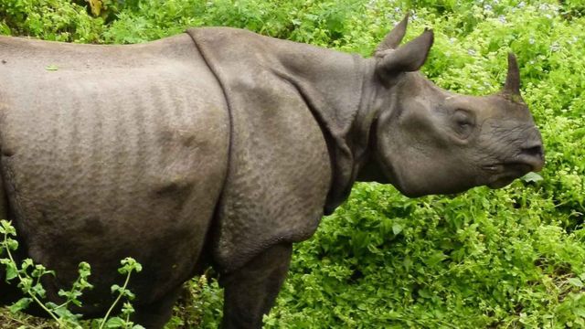 world-rhino-day-challenges-in-conservation-of-one-horned-rhino