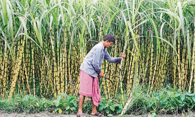 govt-releases-rs-950-million-subsidy-to-sugarcane-farmers
