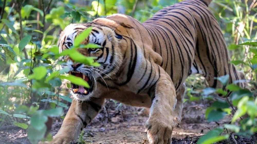 tiger-taken-under-control