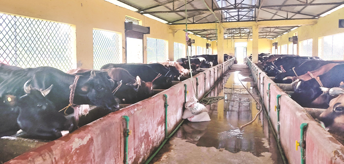 nigaul-gai-cow-farm-faces-fund-shortage-to-feed-cows