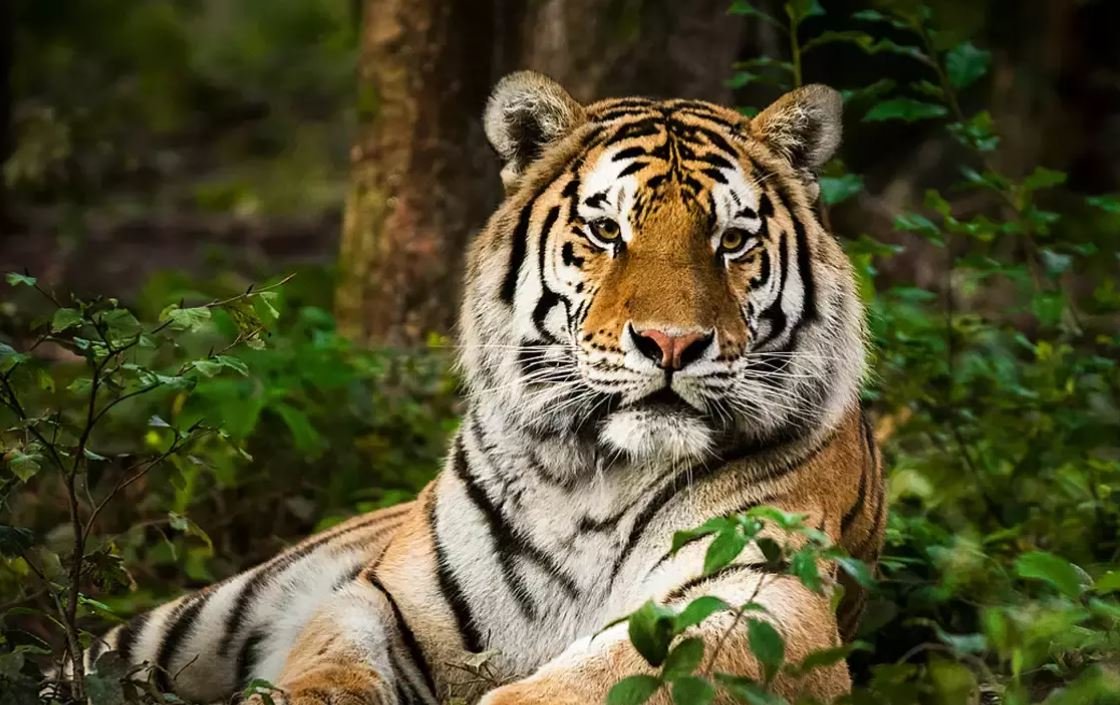 tiger-attacking-people-under-surveillance