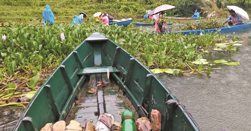 water-hyacinth-causes-headache-to-fishermen