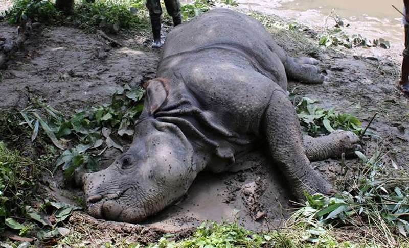 rhino-found-dead-in-narayani-river