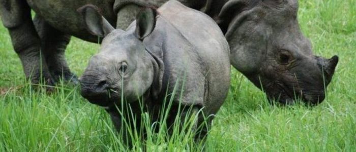 research-study-to-be-conducted-on-rise-of-rhino-deaths