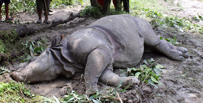 chitwan-national-park-to-conduct-study-on-rising-rhino-deaths