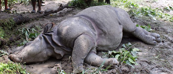 rhino-found-decomposed-in-chitwan