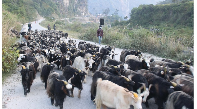 mountain-goats-arrive-in-pokhara-for-dashain