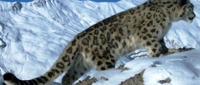 snow-leopard-research-centre-being-set-up
