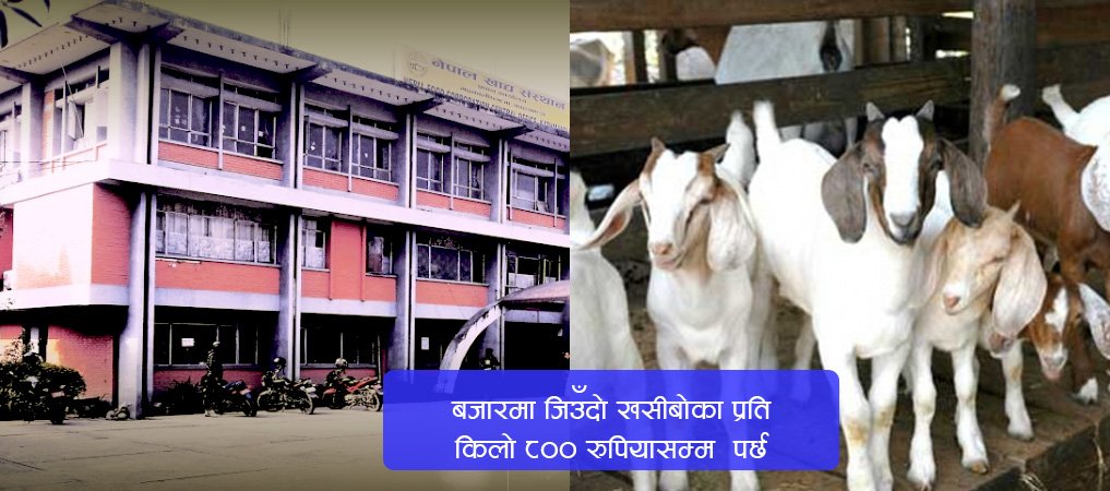 fmtc-starts-selling-goats-for-dashain-at-rs-500-per-kilo