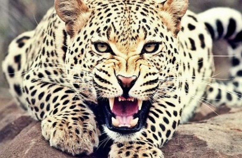 leopard-menace-in-tanahun