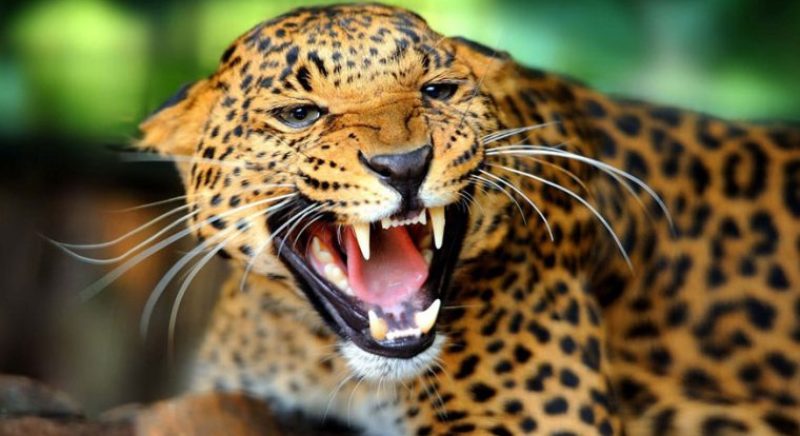 adolescent-dies-in-leopard-attack