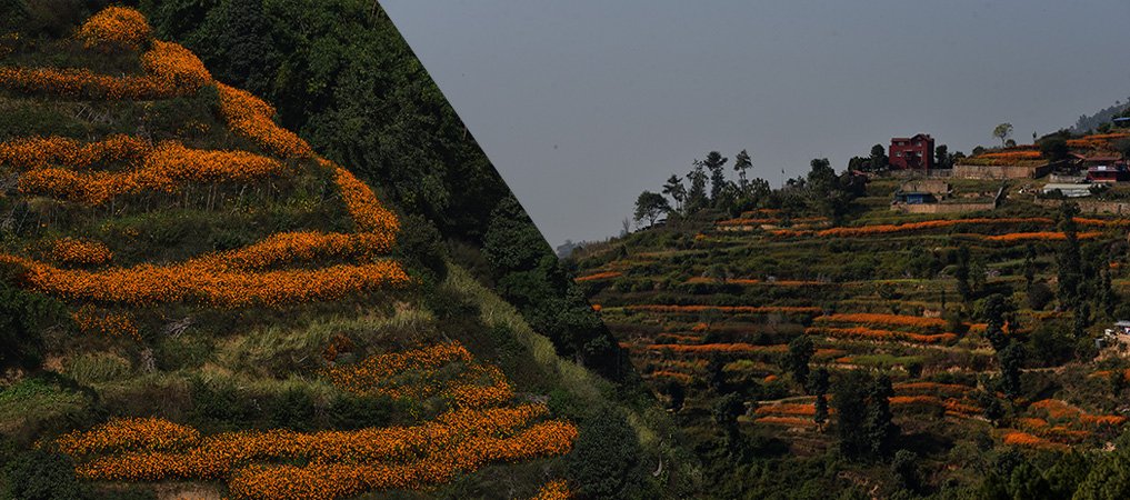 marigolds-blooming-in-farms-at-ichangu-narayan-as-tihar-is-around-the-corner-photo-feature