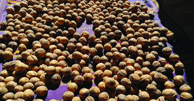 walnut-production-makes-humla-farmers-rich