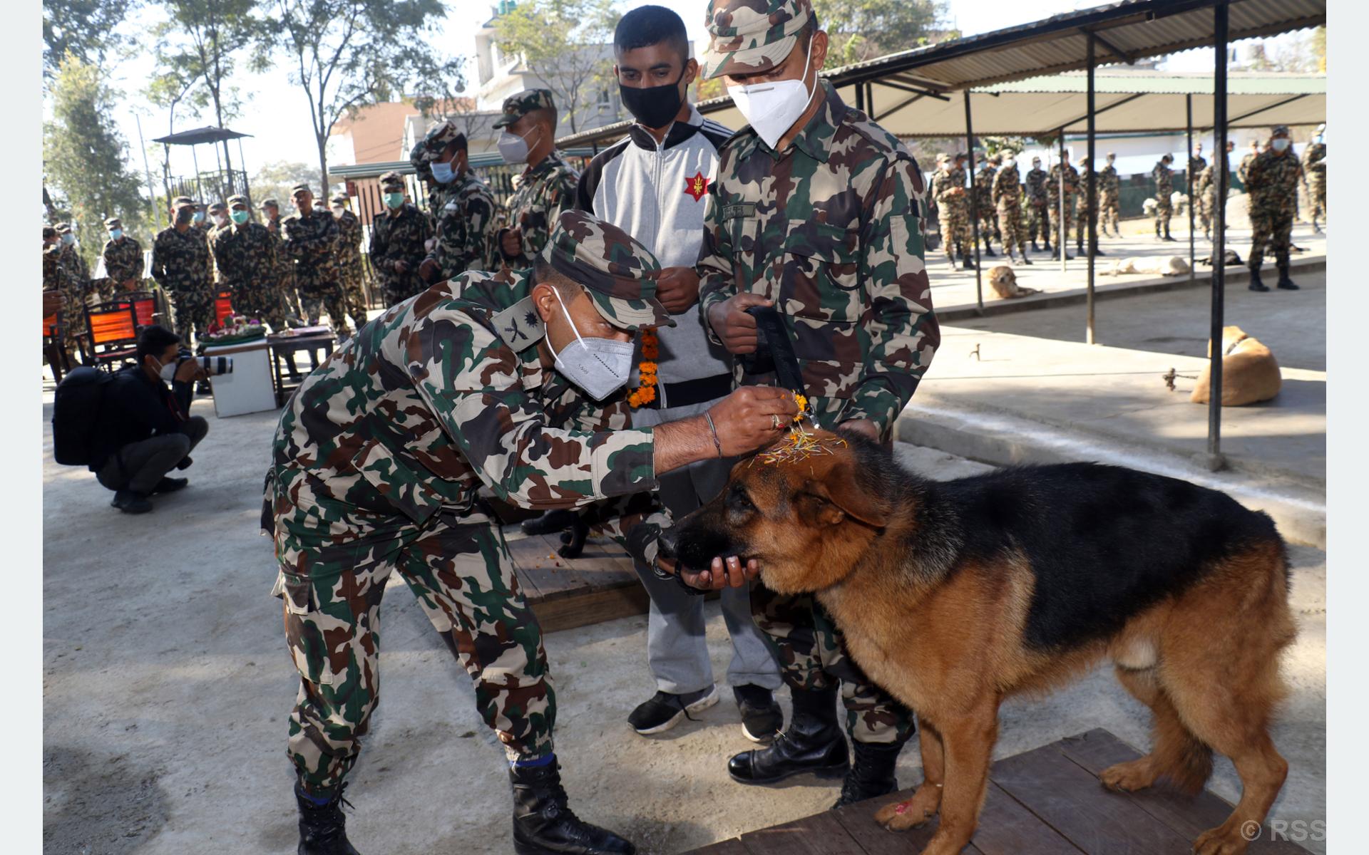context-kukur-tihar-festival-nepali-army-mobilising-dogs-in-peace-keeping-missions