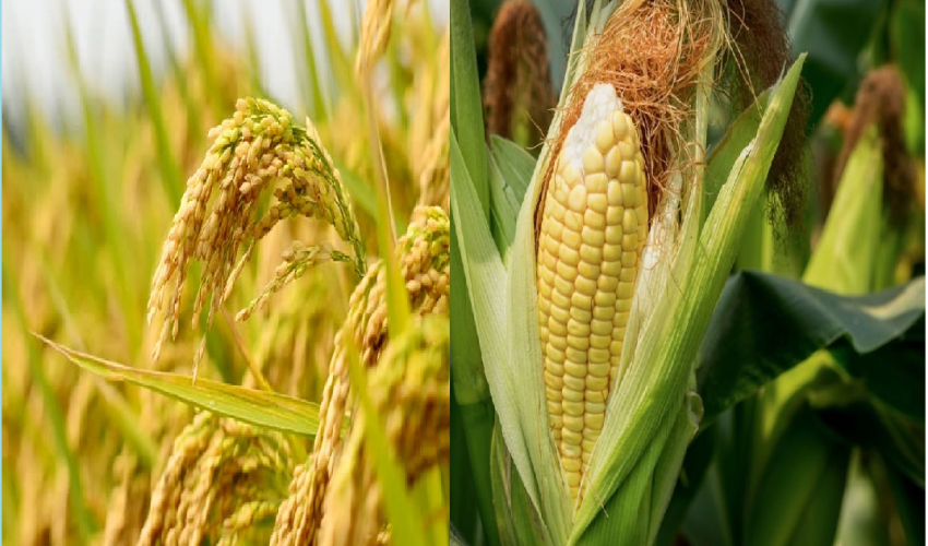paddy-maize-yields-increase-in-baitadi
