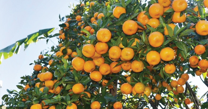 traders-reach-farmers-to-buy-oranges