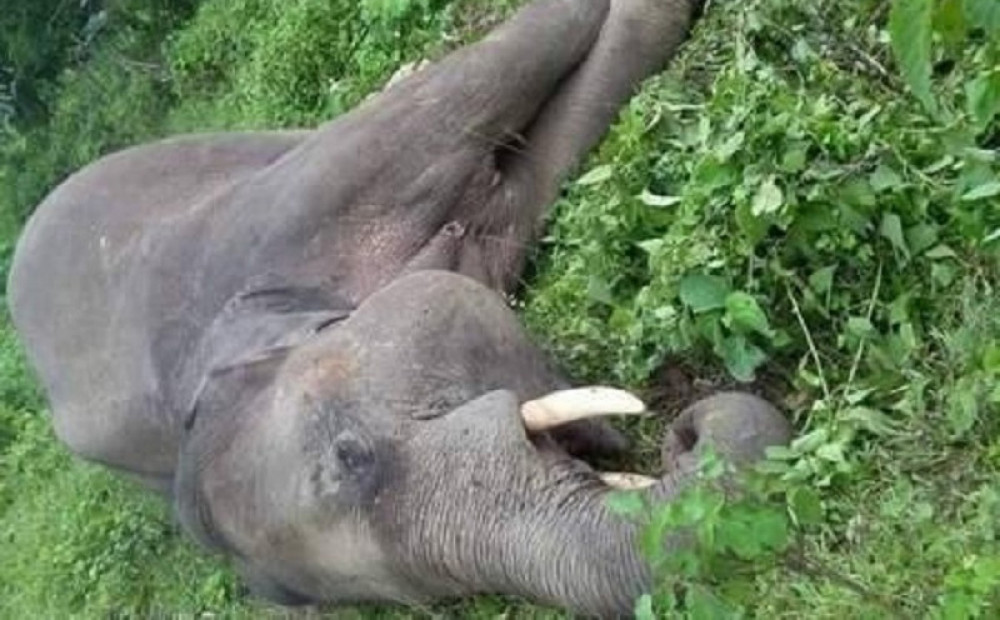 elephant-found-dead