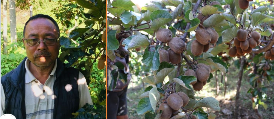 a-10-year-old-kiwi-plant-gives-more-income-than-food-grains-produced-in-10-ropani-land-story-of-a-kiwi-farmer