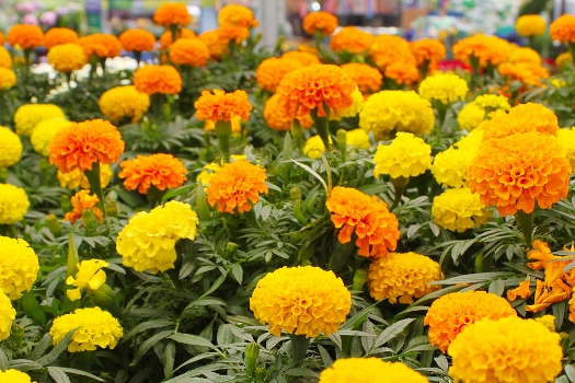 blooming-marigold-business