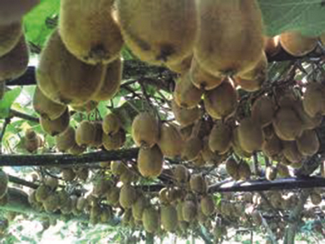 kiwi-fruit-brings-prosperity-to-ilam-farmers